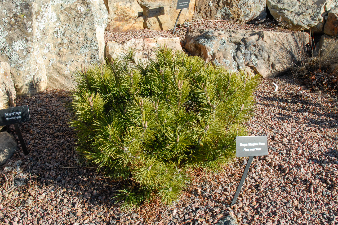 Mops Dwarf Mugo Pine
